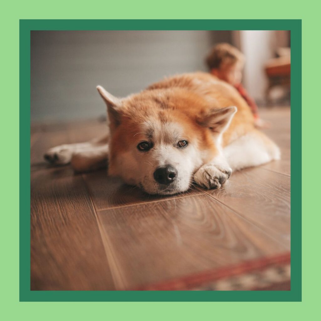How to Get Pet Urine Out of Hardwood Floors